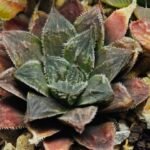 Haworthia Seedling Koibito Splendens x Paradise Flower MS013 - 14
