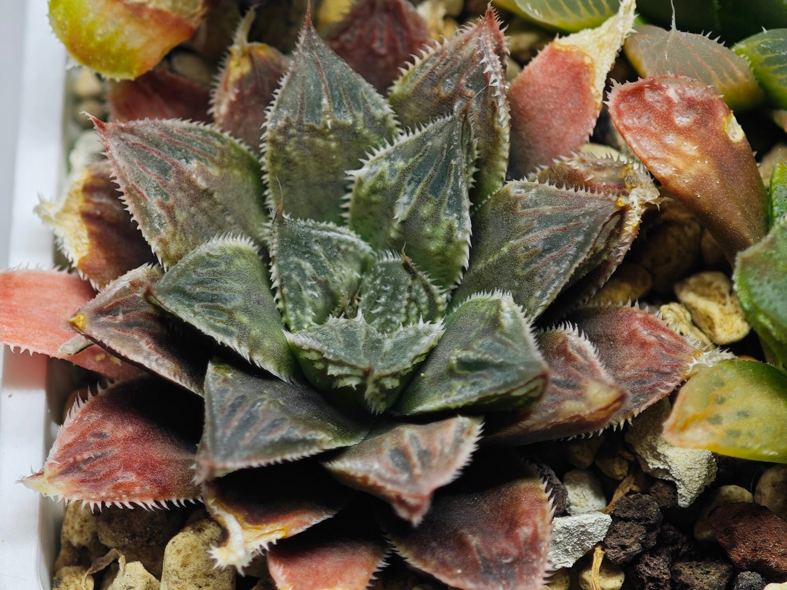 Haworthia Seedling Koibito Splendens x Paradise Flower MS013 - 14