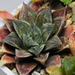 Haworthia Seedling Koibito Splendens x Paradise Flower MS013 - 15