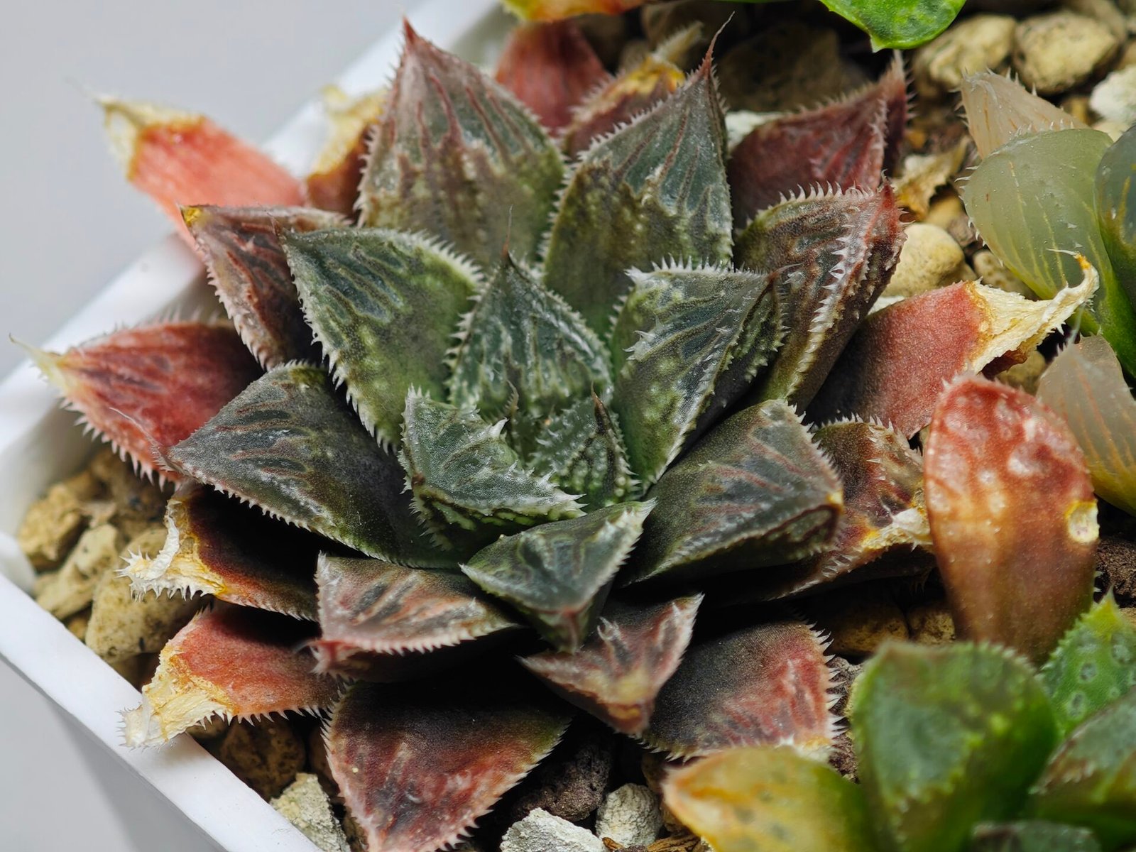 Haworthia Seedling Koibito Splendens x Paradise Flower MS013 - 15