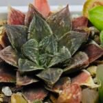 Haworthia Seedling Koibito Splendens x Paradise Flower MS013 - 16