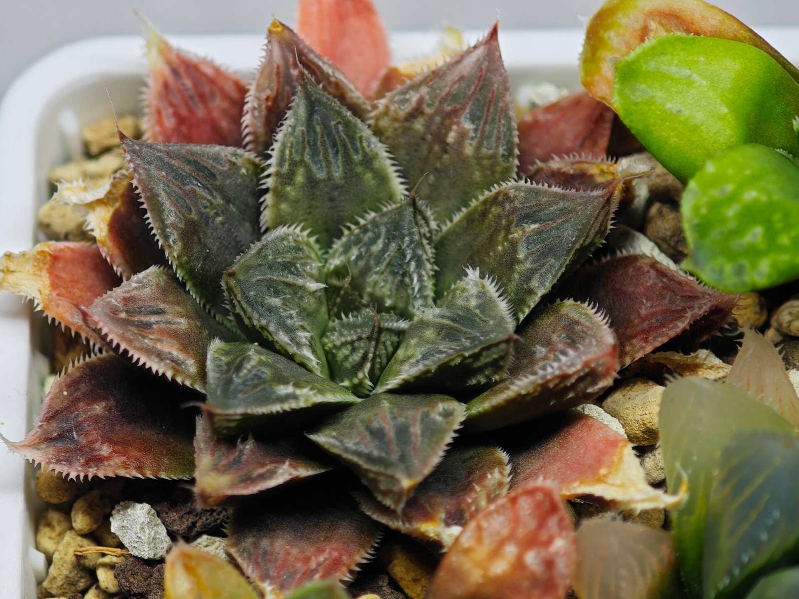 Haworthia Seedling Koibito Splendens x Paradise Flower MS013 - 16
