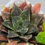 Haworthia Seedling Koibito Splendens x Paradise Flower MS013 - 17