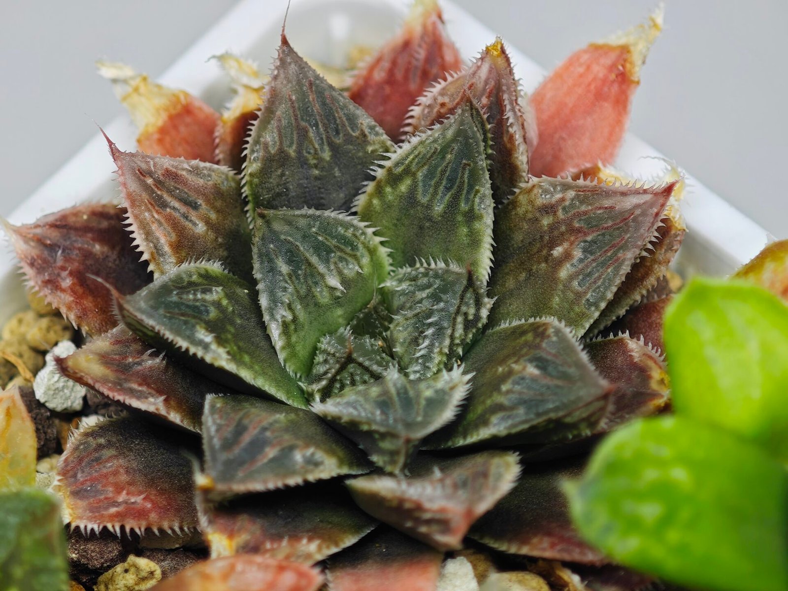 Haworthia Seedling Koibito Splendens x Paradise Flower MS013 - 17