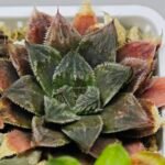 Haworthia Seedling Koibito Splendens x Paradise Flower MS013 - 18