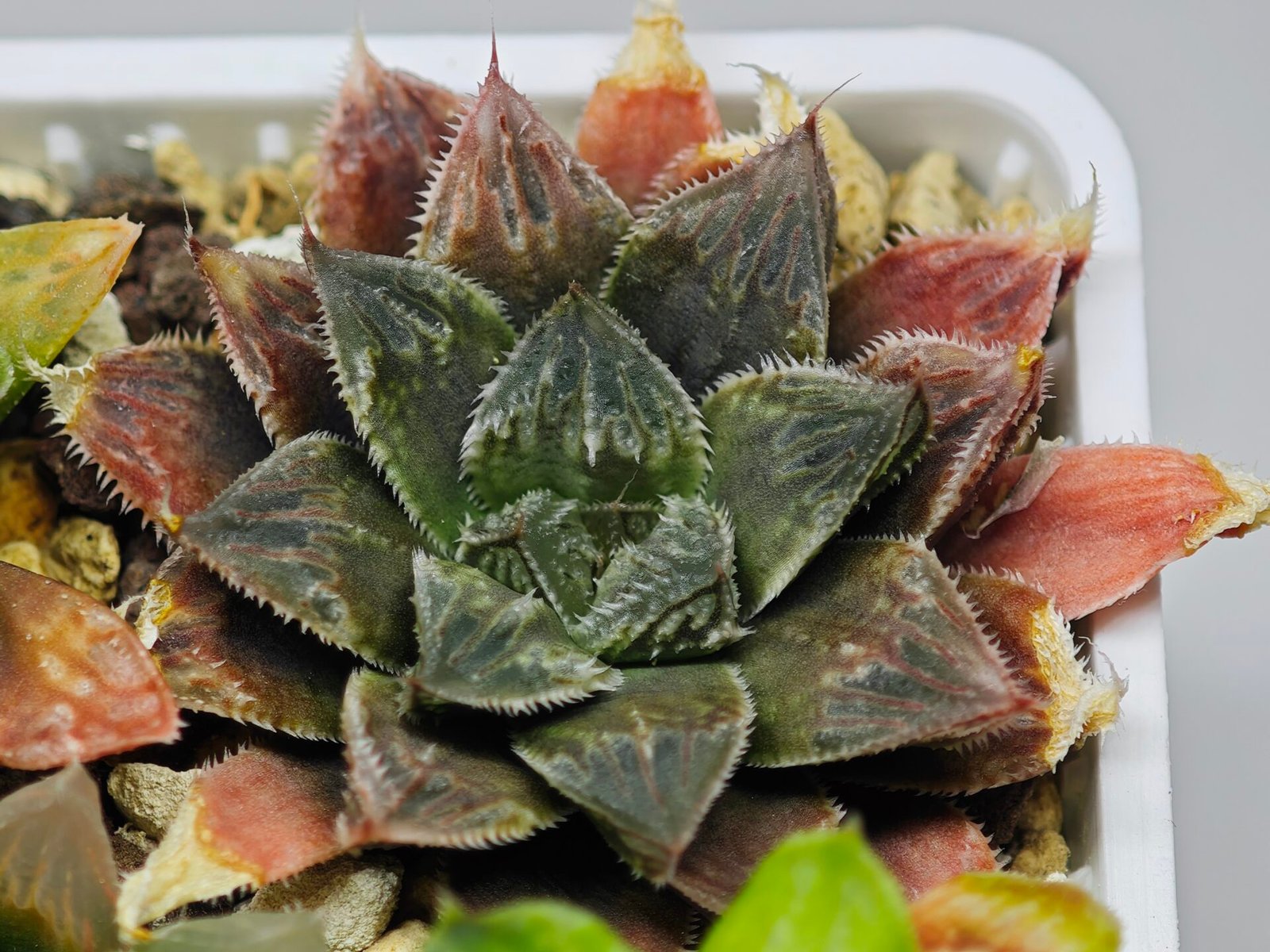 Haworthia Seedling Koibito Splendens x Paradise Flower MS013 - 18