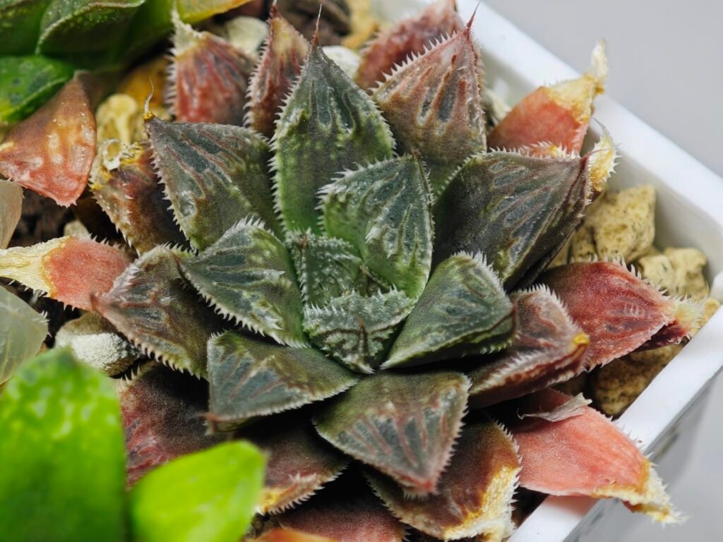 Haworthia Seedling Koibito Splendens x Paradise Flower MS013 - 1