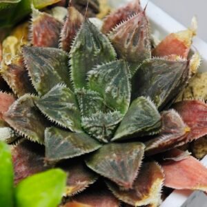 Haworthia Seedling Koibito Splendens x Paradise Flower MS013 - 1