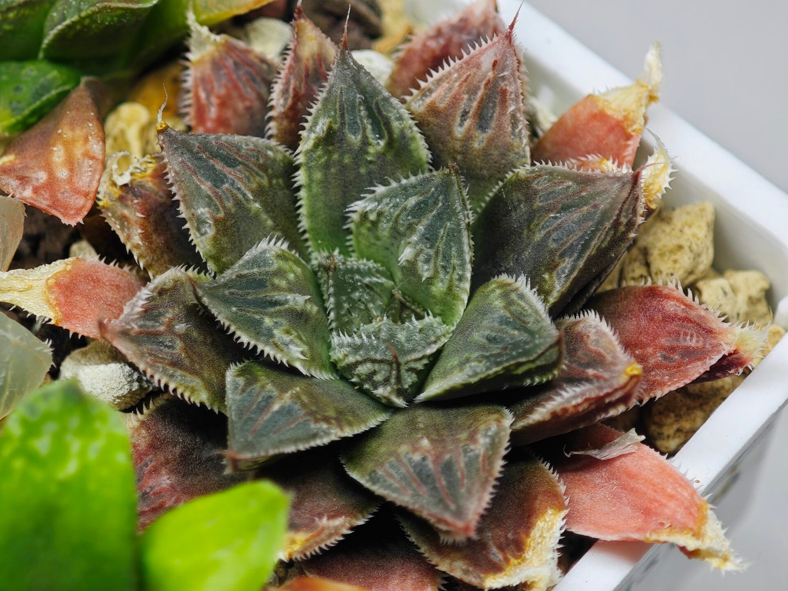 Haworthia Seedling Koibito Splendens x Paradise Flower MS013 - 1