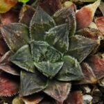 Haworthia Seedling Koibito Splendens x Paradise Flower MS013 - 2
