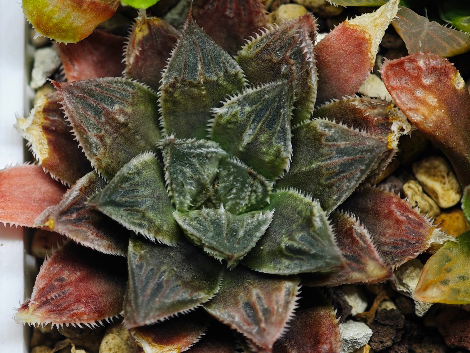 Haworthia Seedling Koibito Splendens x Paradise Flower MS013 - 2