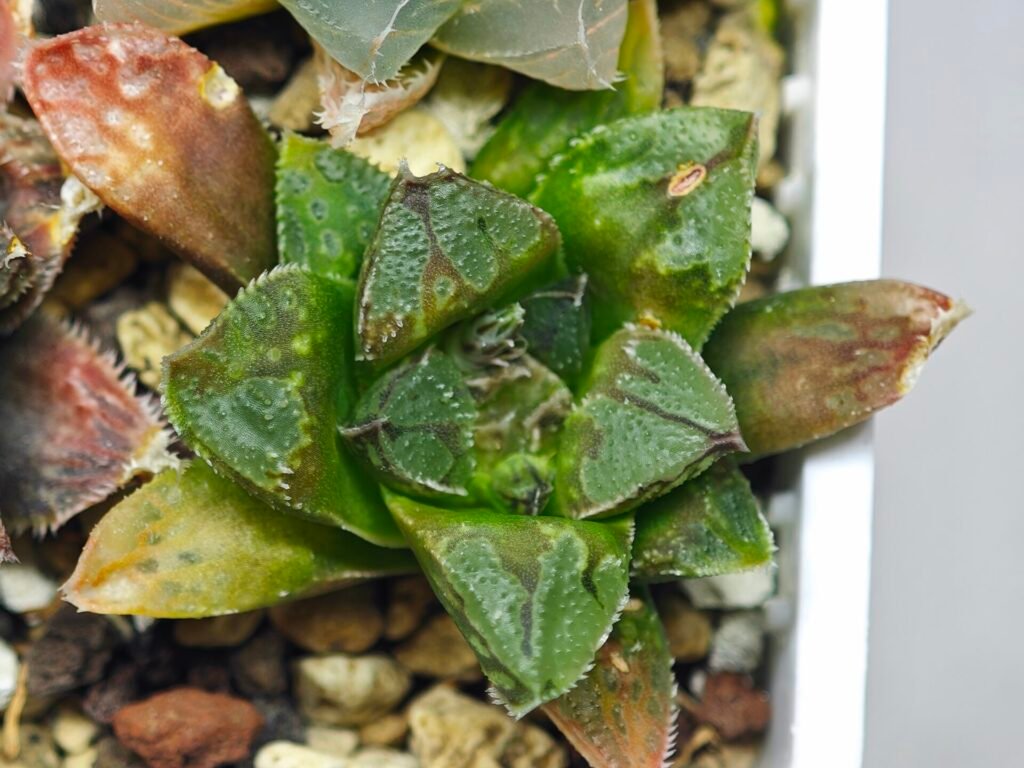 Haworthia Seedling MS 014 Bevs Wonder x Paradise Flower - 9