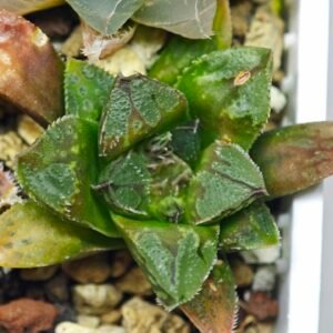Haworthia Seedling MS 014 Bevs Wonder x Paradise Flower - 9