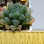 Haworthia Seedling MS015 Black Obtusa Var x Crystal Flower - 1