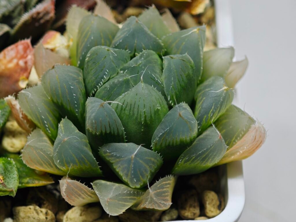 Home 1 Haworthia Seedling MS015 Black Obtusa Var x Crystal Flower - 2