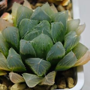 Haworthia Seedling MS015 Black Obtusa Var x Crystal Flower - 2