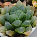Haworthia Seedling MS015 Black Obtusa Var x Crystal Flower - 3
