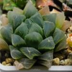Haworthia Seedling MS015 Black Obtusa Var x Crystal Flower - 4