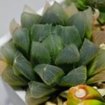 Haworthia Seedling MS015 Black Obtusa Var x Crystal Flower - 5