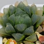 Haworthia Seedling MS015 Black Obtusa Var x Crystal Flower - 6
