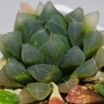 Haworthia Seedling MS015 Black Obtusa Var x Crystal Flower - 7