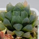 Haworthia Seedling MS015 Black Obtusa Var x Crystal Flower - 8