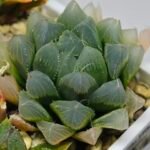 Haworthia Seedling MS015 Black Obtusa Var x Crystal Flower - 9