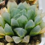 Haworthia Seedling MS015 Black Obtusa Var x Crystal Flower - 11