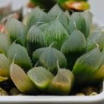 Haworthia Seedling MS015 Black Obtusa Var x Crystal Flower - 12