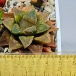 Haworthia Seedling Hikaru Genji x RU-1 VAR MS010 - 9