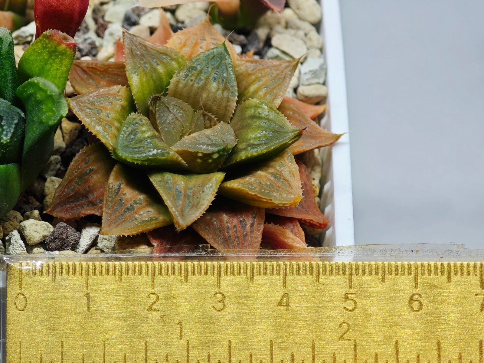 Haworthia Seedling Hikaru Genji x RU-1 VAR MS010 - 9