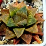Haworthia Seedling Hikaru Genji x RU-1 VAR MS010 - 10