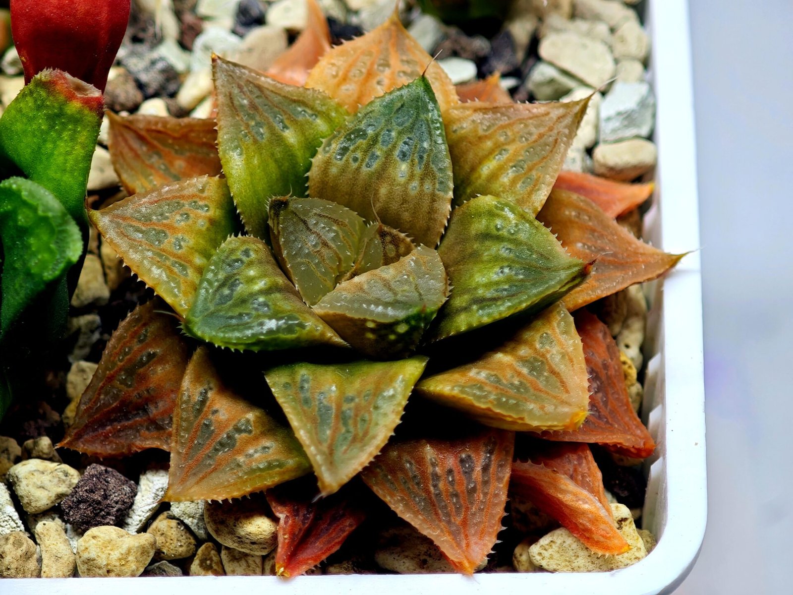 Haworthia Seedling Hikaru Genji x RU-1 VAR MS010 - 10