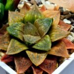 Haworthia Seedling Hikaru Genji x RU-1 VAR MS010 - 11