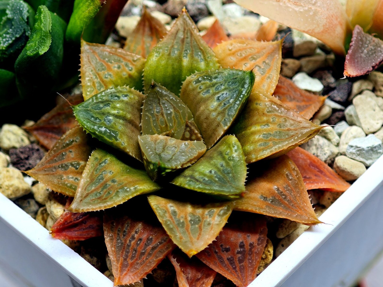 Haworthia Seedling Hikaru Genji x RU-1 VAR MS010 - 11
