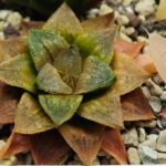 Haworthia Seedling Hikaru Genji x RU-1 VAR MS010 - 12