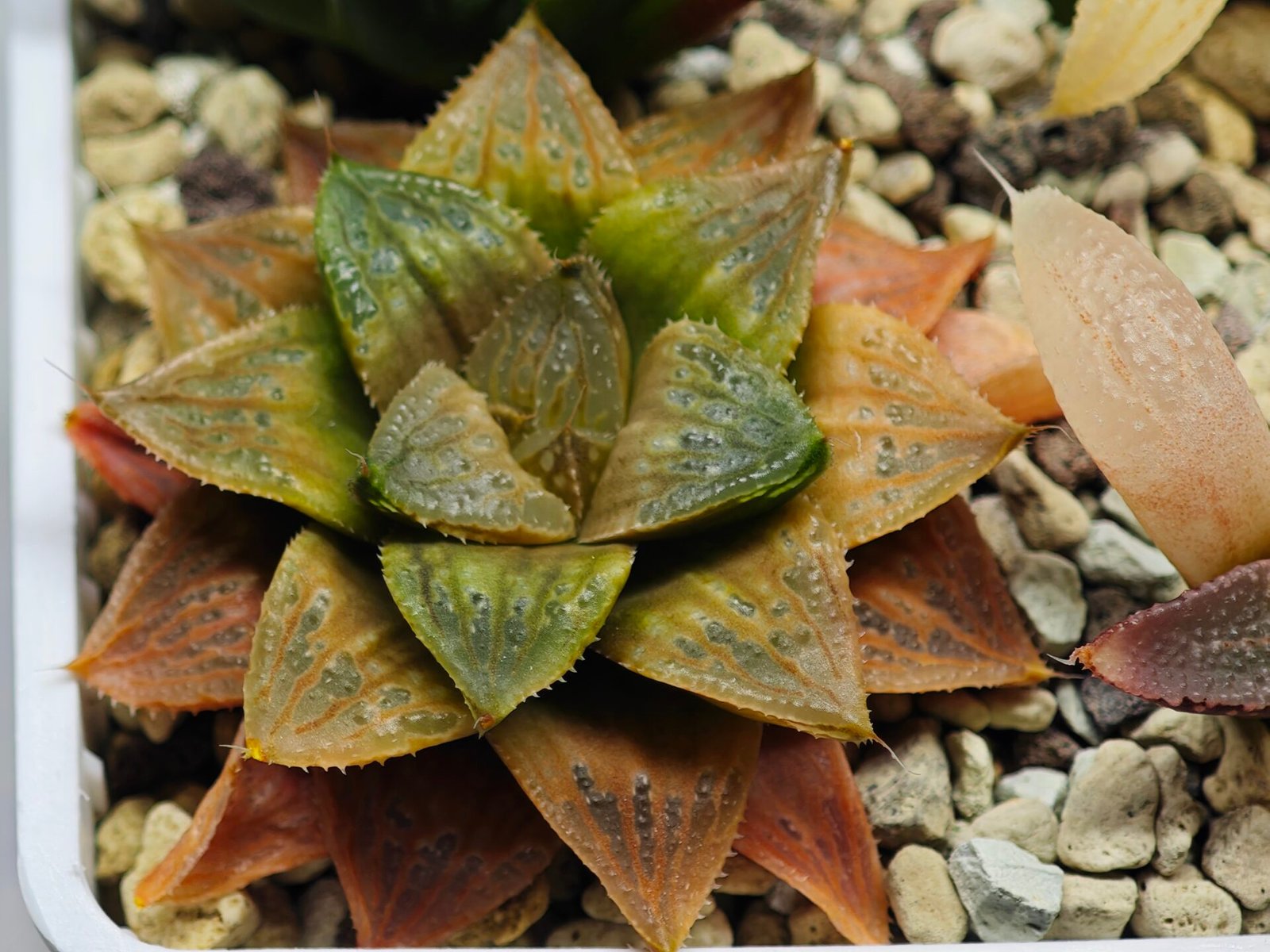 Haworthia Seedling Hikaru Genji x RU-1 VAR MS010 - 12