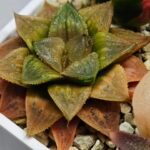 Haworthia Seedling Hikaru Genji x RU-1 VAR MS010 - 13