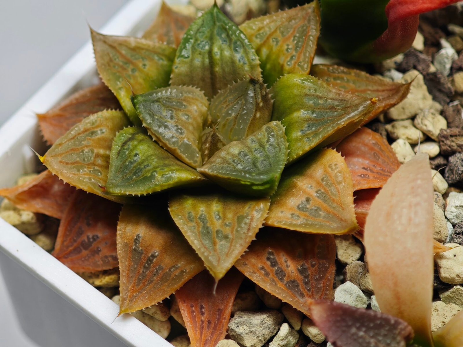 Haworthia Seedling Hikaru Genji x RU-1 VAR MS010 - 13