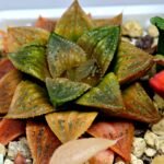 Haworthia Seedling Hikaru Genji x RU-1 VAR MS010 - 14
