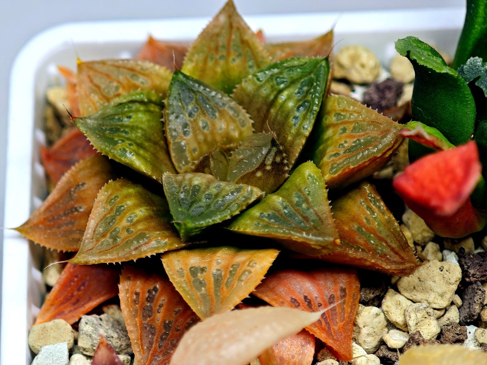 Haworthia Seedling Hikaru Genji x RU-1 VAR MS010 - 14