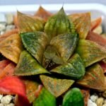 Haworthia Seedling Hikaru Genji x RU-1 VAR MS010 - 16