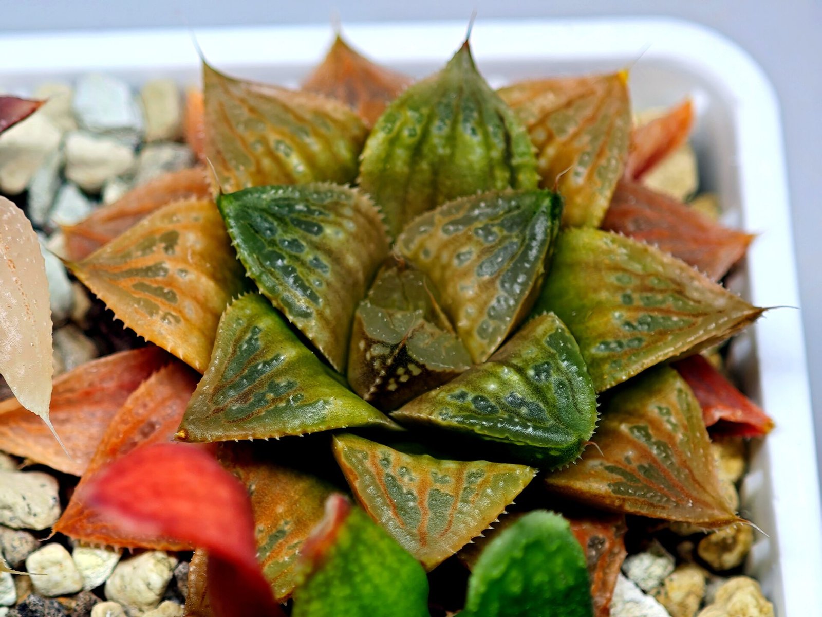 Haworthia Seedling Hikaru Genji x RU-1 VAR MS010 - 16