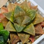 Haworthia Seedling Hikaru Genji x RU-1 VAR MS010 - 17