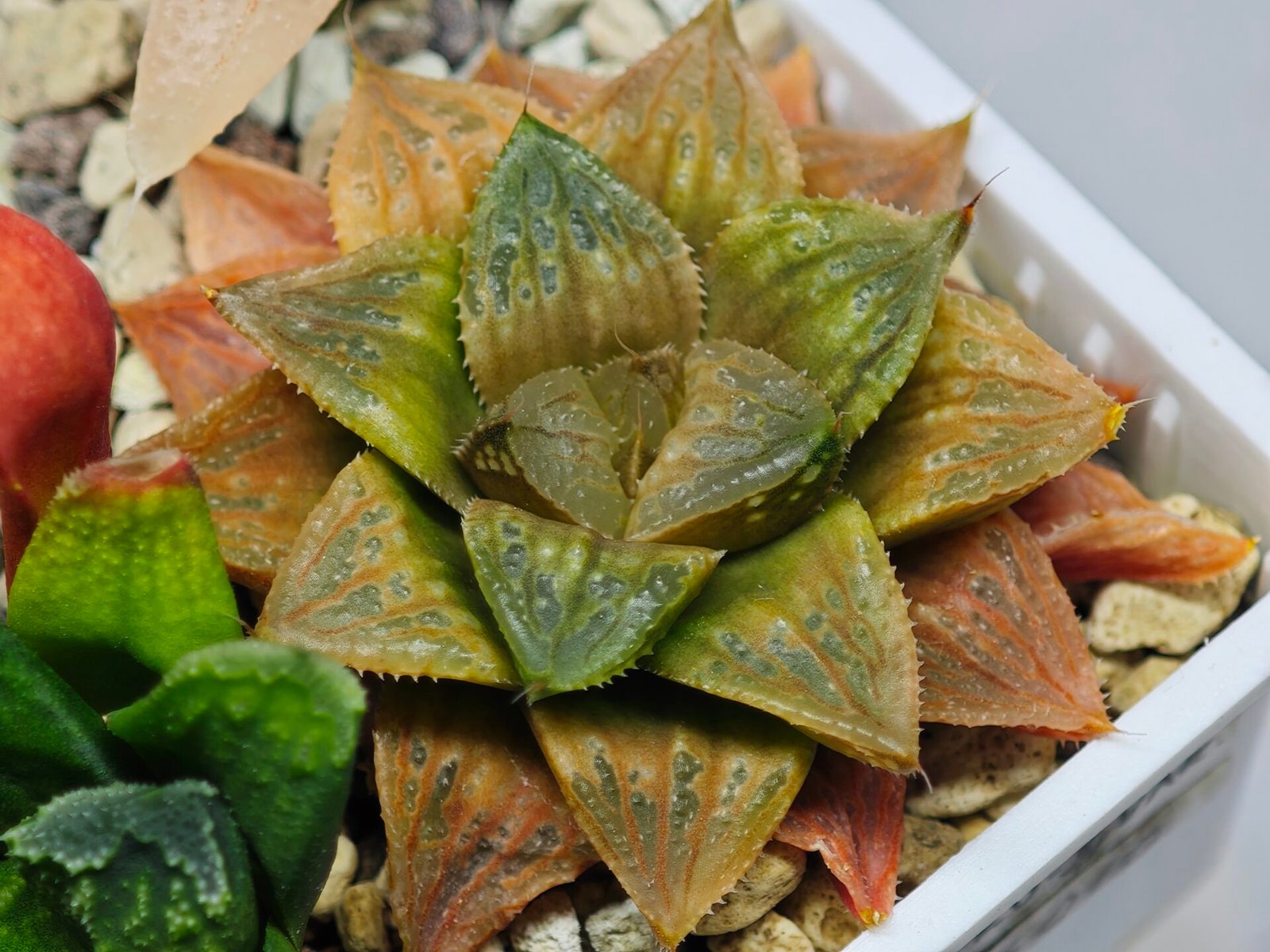 Haworthia Seedling Hikaru Genji x RU-1 VAR MS010 - 17