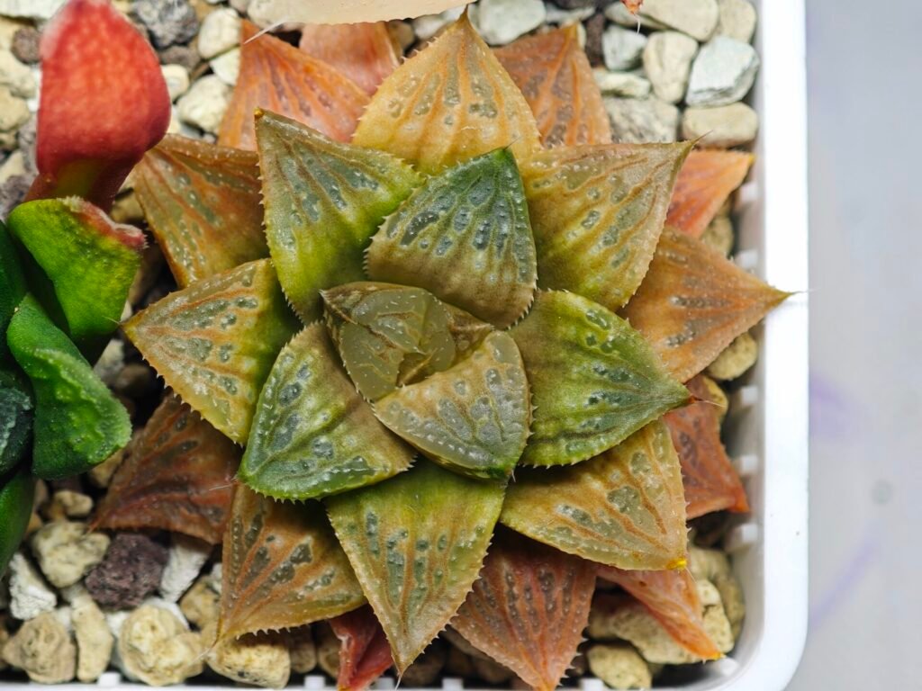 Haworthia Seedling Hikaru Genji x RU-1 VAR MS010 - 18
