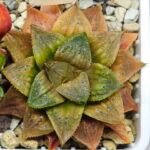 Haworthia Seedling Hikaru Genji x RU-1 VAR MS010 - 18