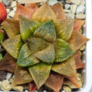 Haworthia Seedling Hikaru Genji x RU-1 VAR MS010 - 18