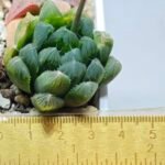 Haworthia Seedling MS008 Betsu Yamada x Waxy Obtusa - 9