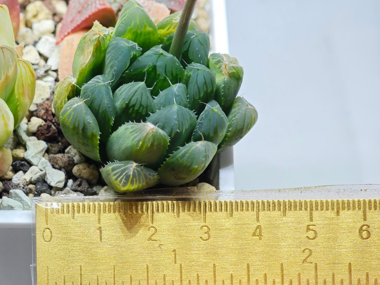 Haworthia Seedling MS008 Betsu Yamada x Waxy Obtusa - 9
